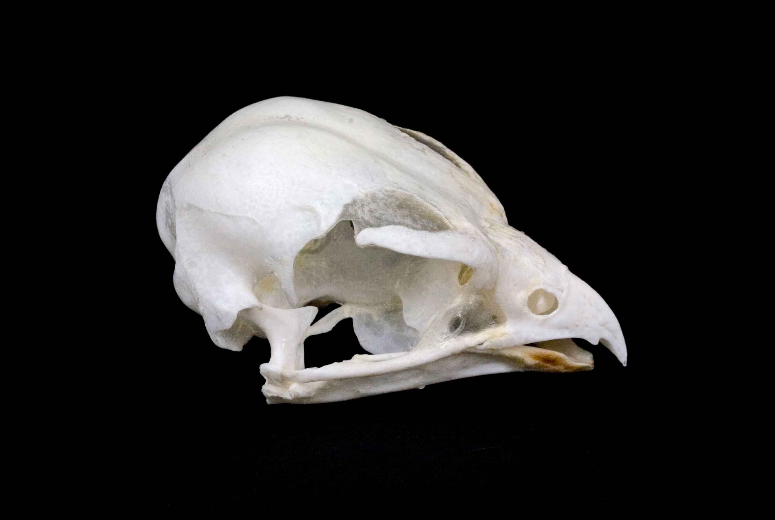 Cranio: Falco pellegrino